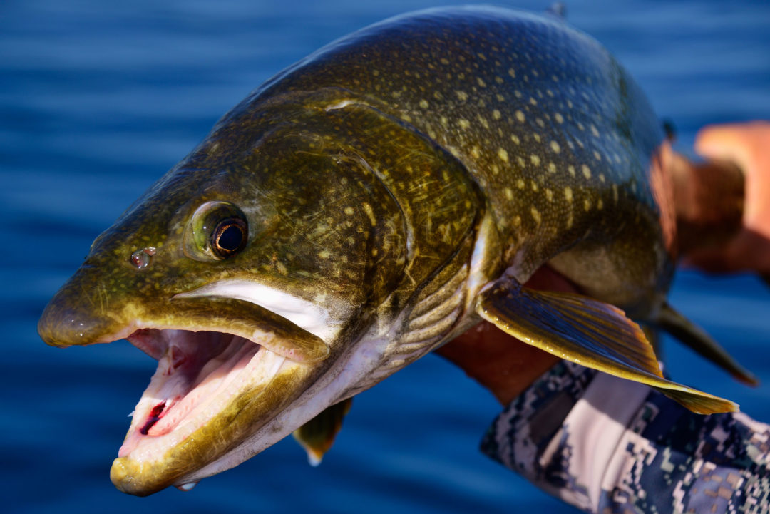 Lake Trout Scott Lake Lodge