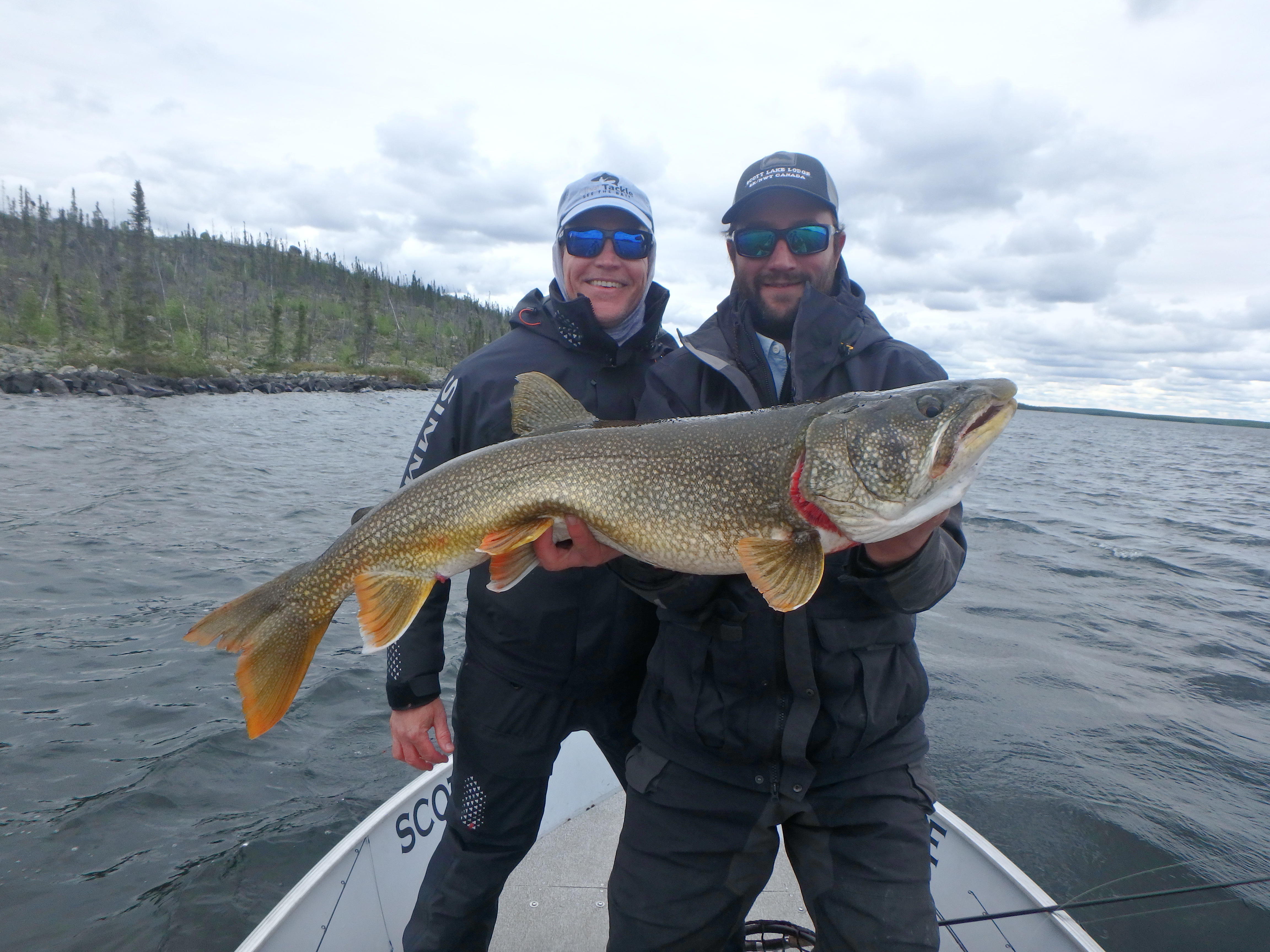 lake trout lake trout
