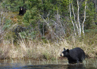 Black Bear Saskatchewan