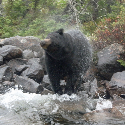 bear shake