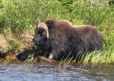 Muskox