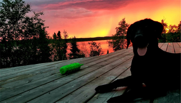 dog_deck dog_deck