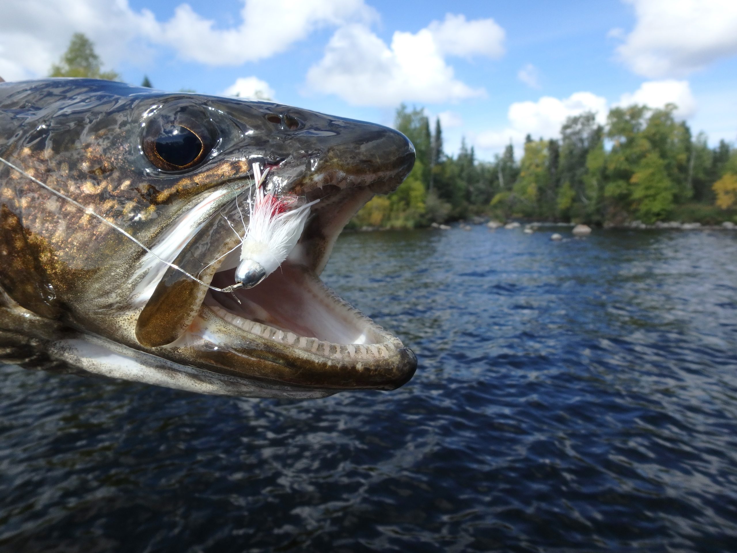 Fly Fishing for Lake Trout at Scott Lake Lodge