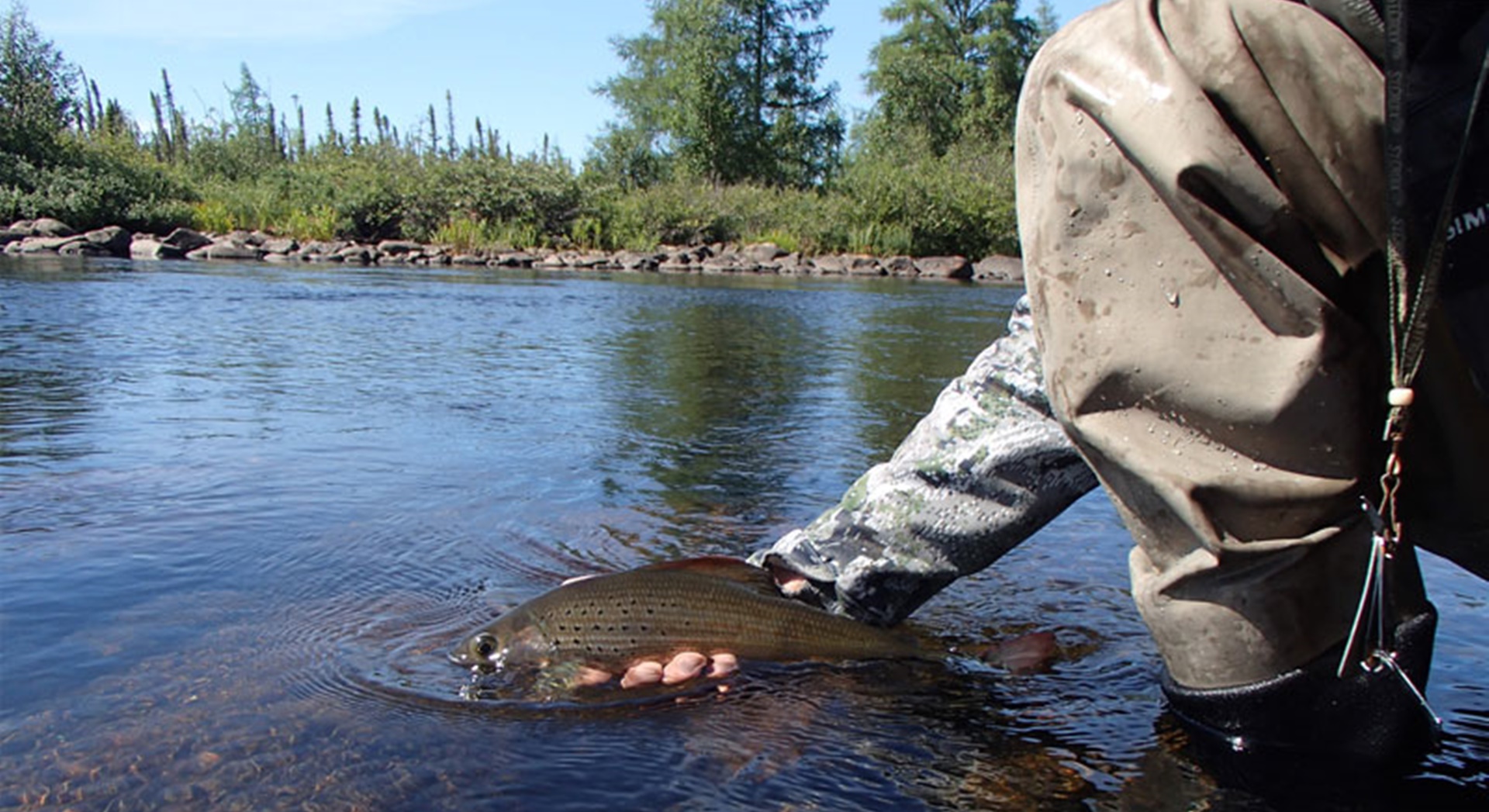 the-grayling-experience The Arctic Grayling Experience