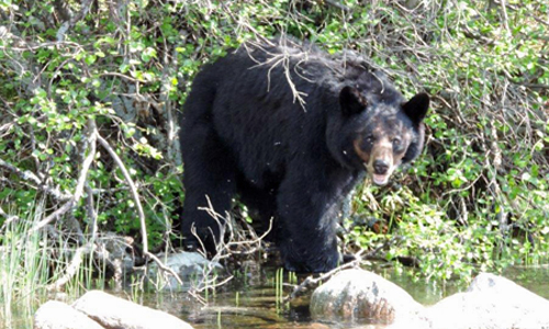 bear