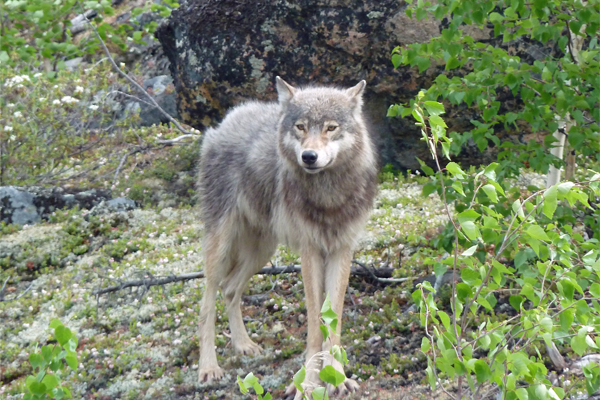 wolf