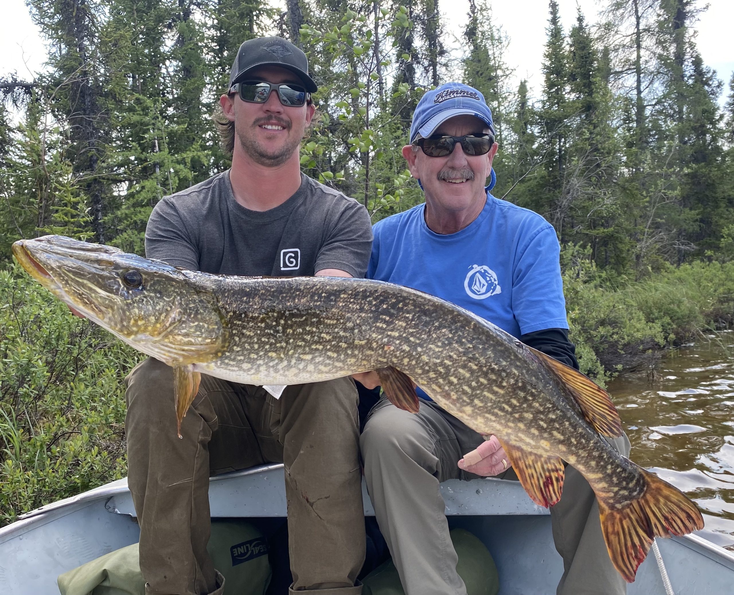 Big Pike in shallow water