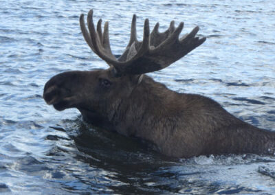 wildlife_moose